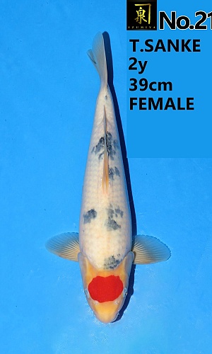 TANCHO SANKE FEMALE