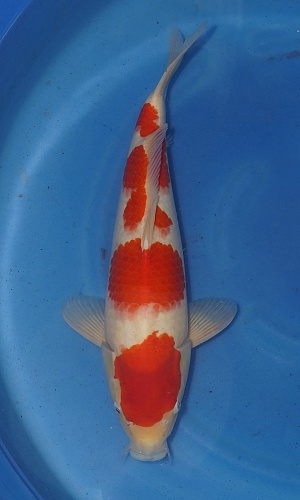 Tategoi Kohaku