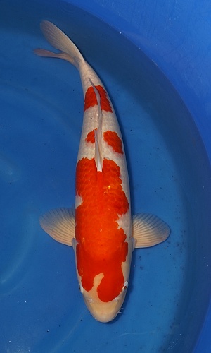 Unique Head Pattern Kohaku