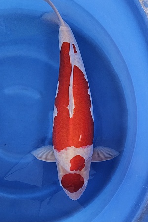 MARUTEN KOHAKU