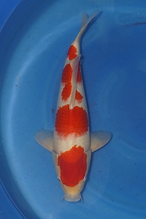 Tategoi Kohaku