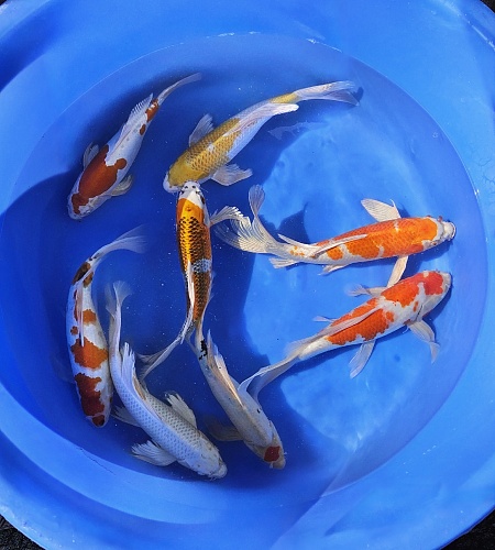 LONGFIN KOI