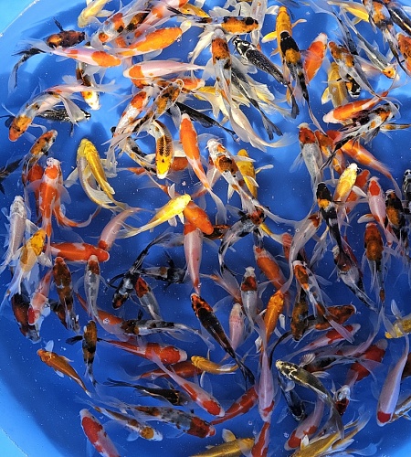 TOSAI LONGFIN KOI