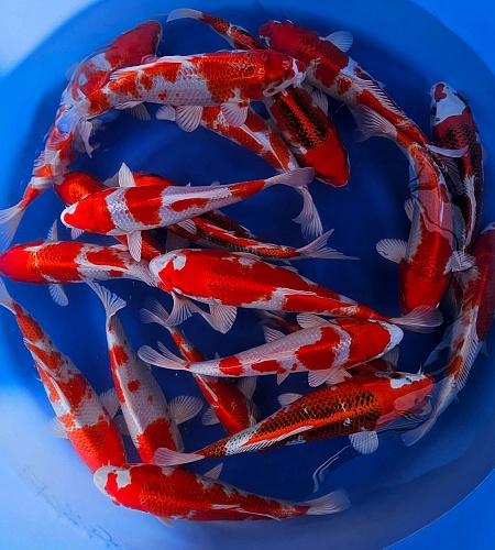 Koi Stock